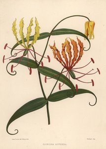 Flame Lily, Gloriosa Superba
